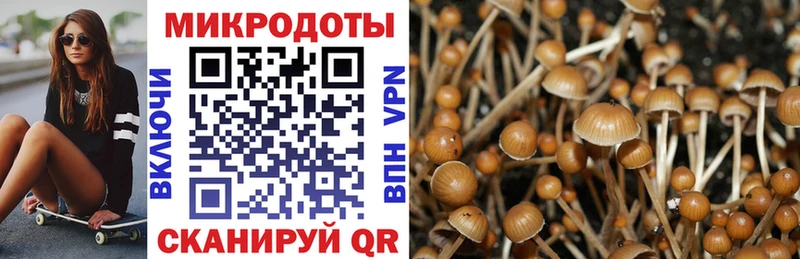 Псилоцибиновые грибы Cubensis  Цоци-Юрт 